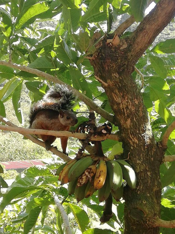 La Guayaba Monteverde Екстер'єр фото